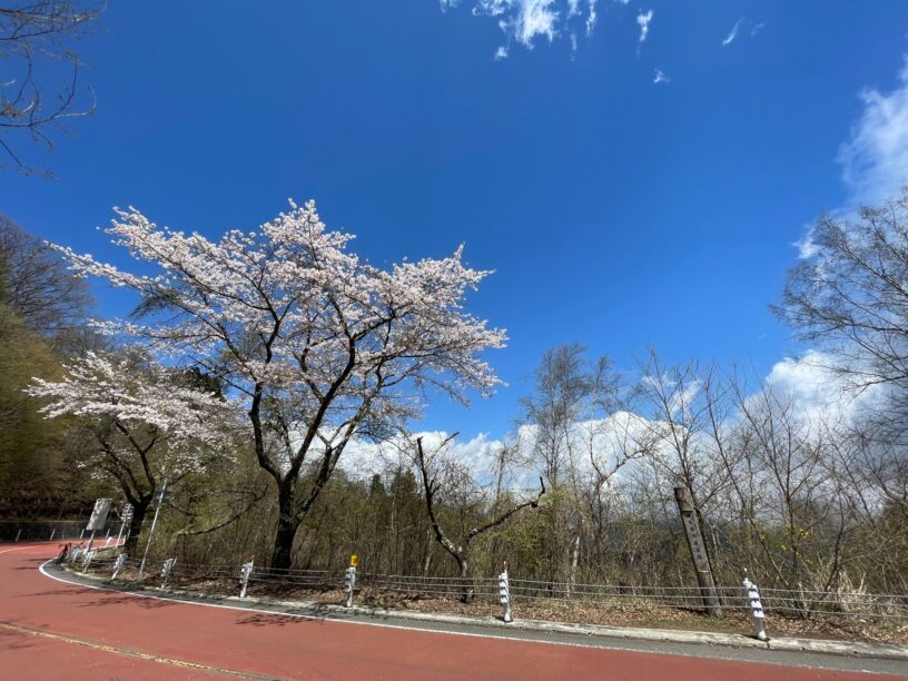 風張峠の桜